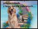 zdjecie Betus