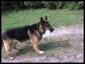 zdjecie Bryś