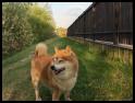 zdjecie KOJI